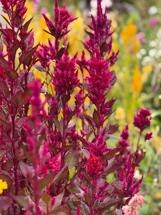 Celosia argentea var. plumosa Forest Fire | Feather Celosia | Tall therapyofflowers.com