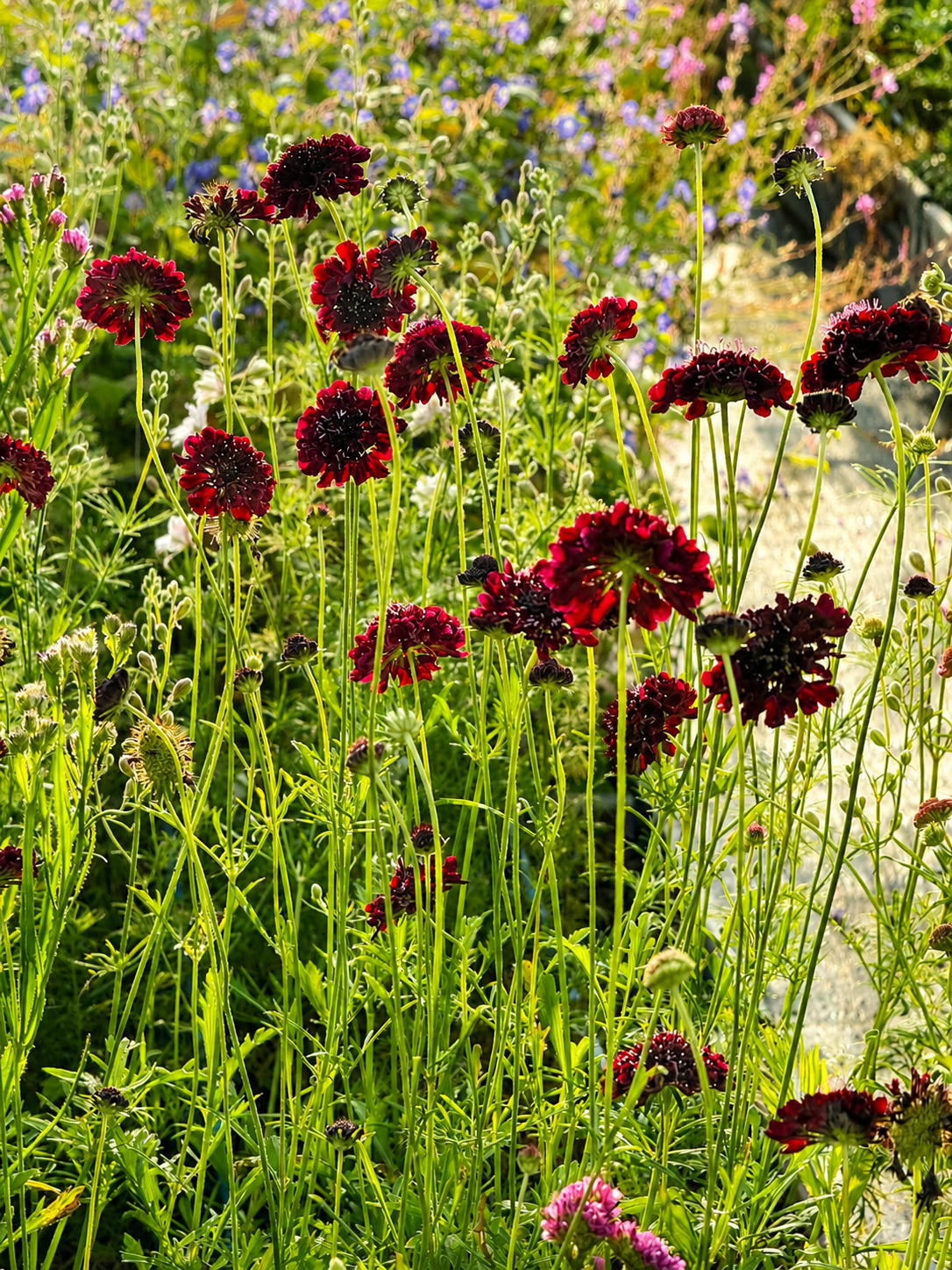 Scabiosa atropurpurea QIS® Black Purple | Sweet Scabious | Pincushion Flower therapyofflowers.com