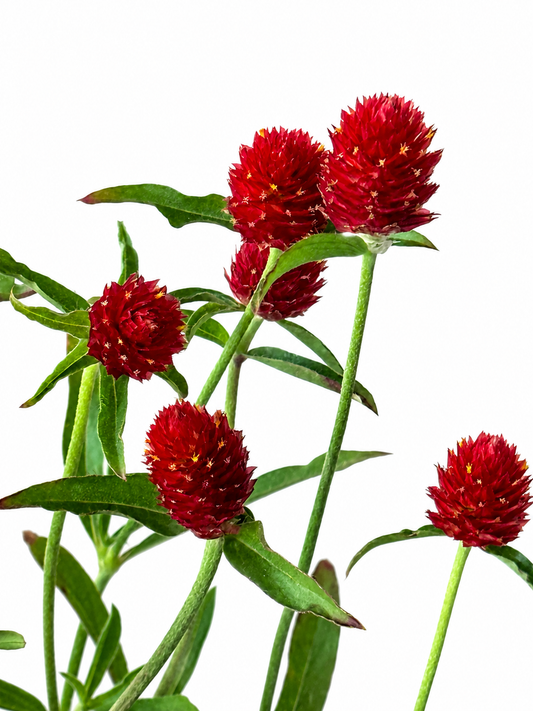 Gomphrena haageana Strawberry Fair | Rio Grande Globe Amaranth therapyofflowers.com