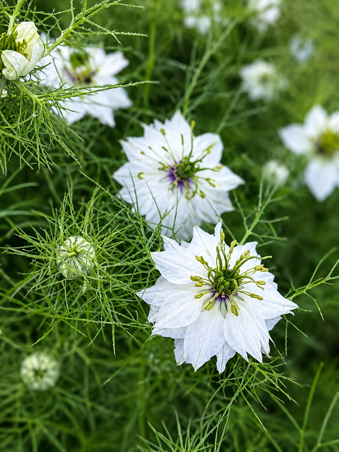 Nigella damascena Miss Jekyll white | Love-in-a-Mist | 2 gram therapyofflowers.com