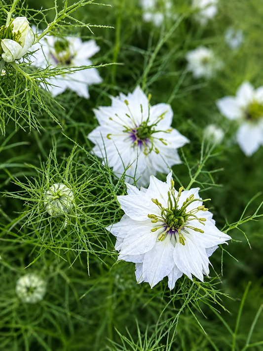 Nigella damascena Miss Jekyll white | Love-in-a-Mist | 2 gram therapyofflowers.com