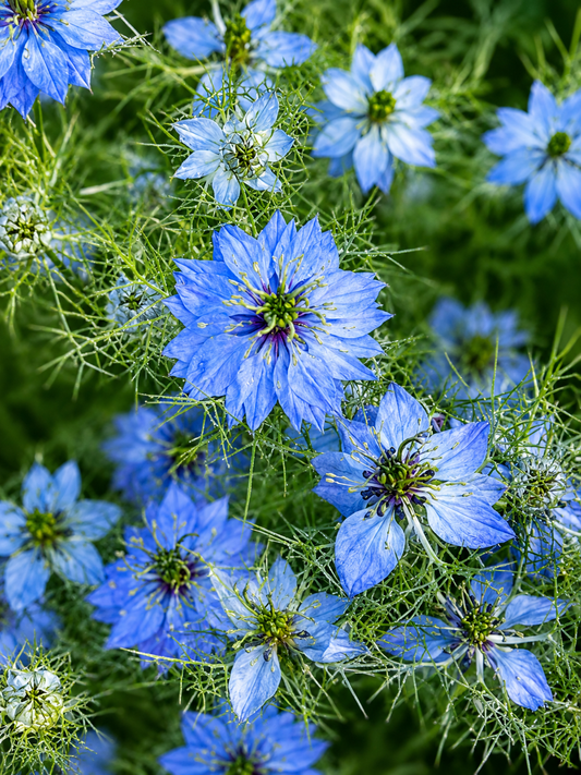 Nigella damascena Miss Jekyll Light Blue | Love-in-a-Mist | 2 gram therapyofflowers.com