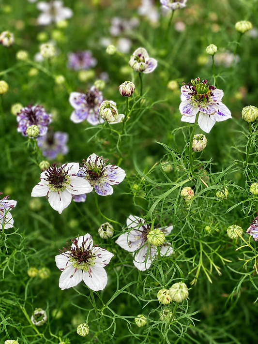 Nigella papillosa Delft Blue | Spanish Love in a Mist therapyofflowers.com