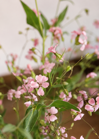 Saponaria vaccaria Pink Beauty | Cowcockle therapyofflowers.com