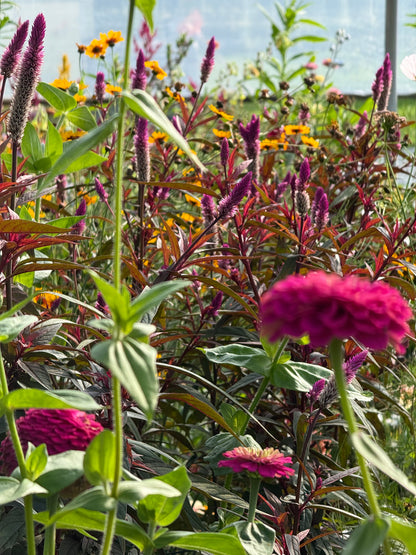 Celosia spicata Flamingo Purple | Wheat Celosia