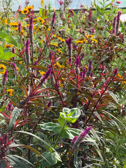 Celosia spicata Flamingo Purple | Wheat Celosia