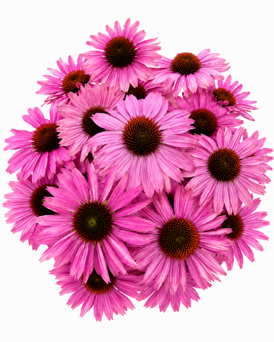 Echinacea purpurea Primadonna® Deep Rose therapyofflowers.com
