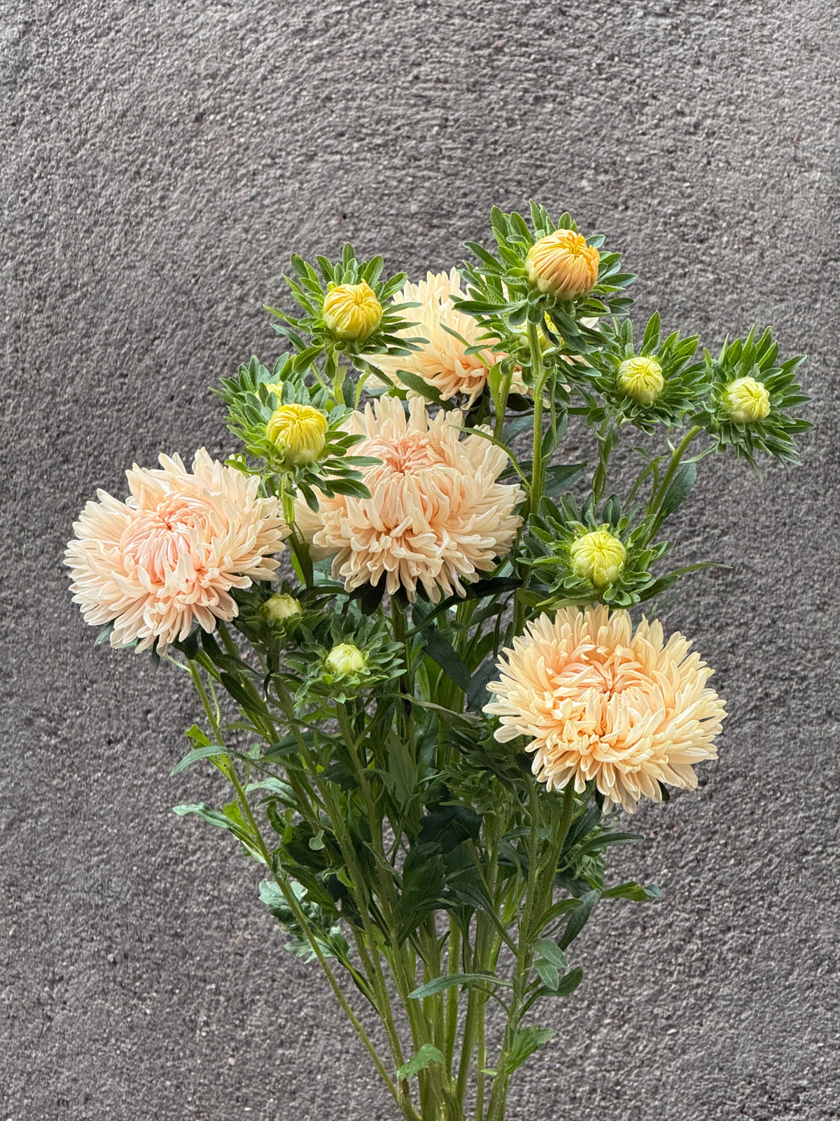 China Aster Syringa Champagne | Callistephus chinensis