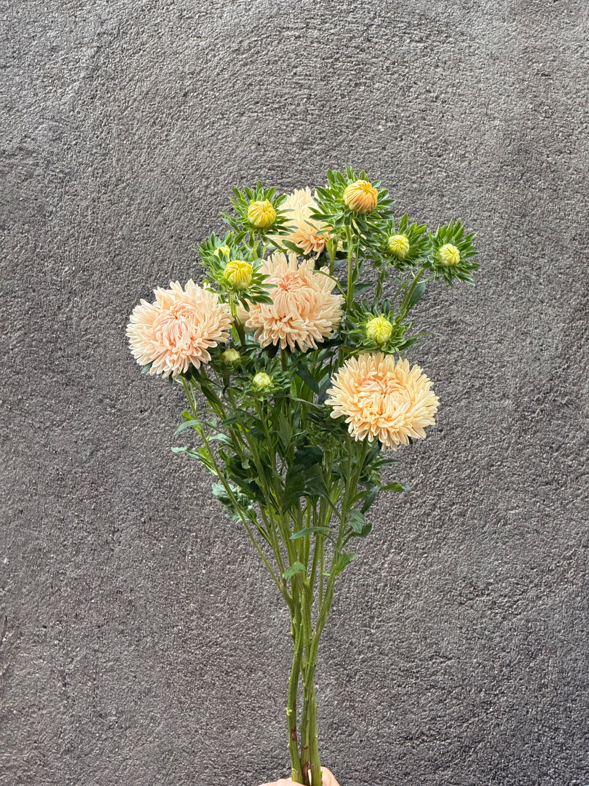 China Aster Syringa Champagne | Callistephus chinensis