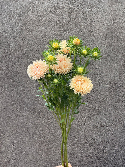 China Aster Syringa Champagne | Callistephus chinensis