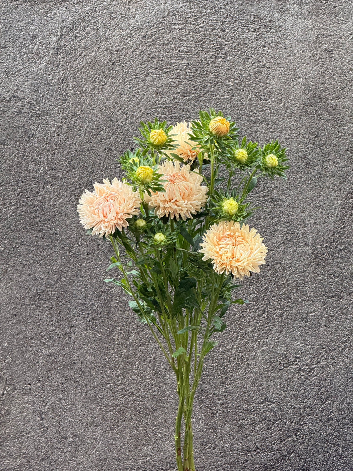 China Aster Syringa Champagne | Callistephus chinensis