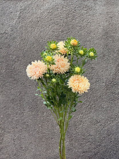 China Aster Syringa Champagne | Callistephus chinensis