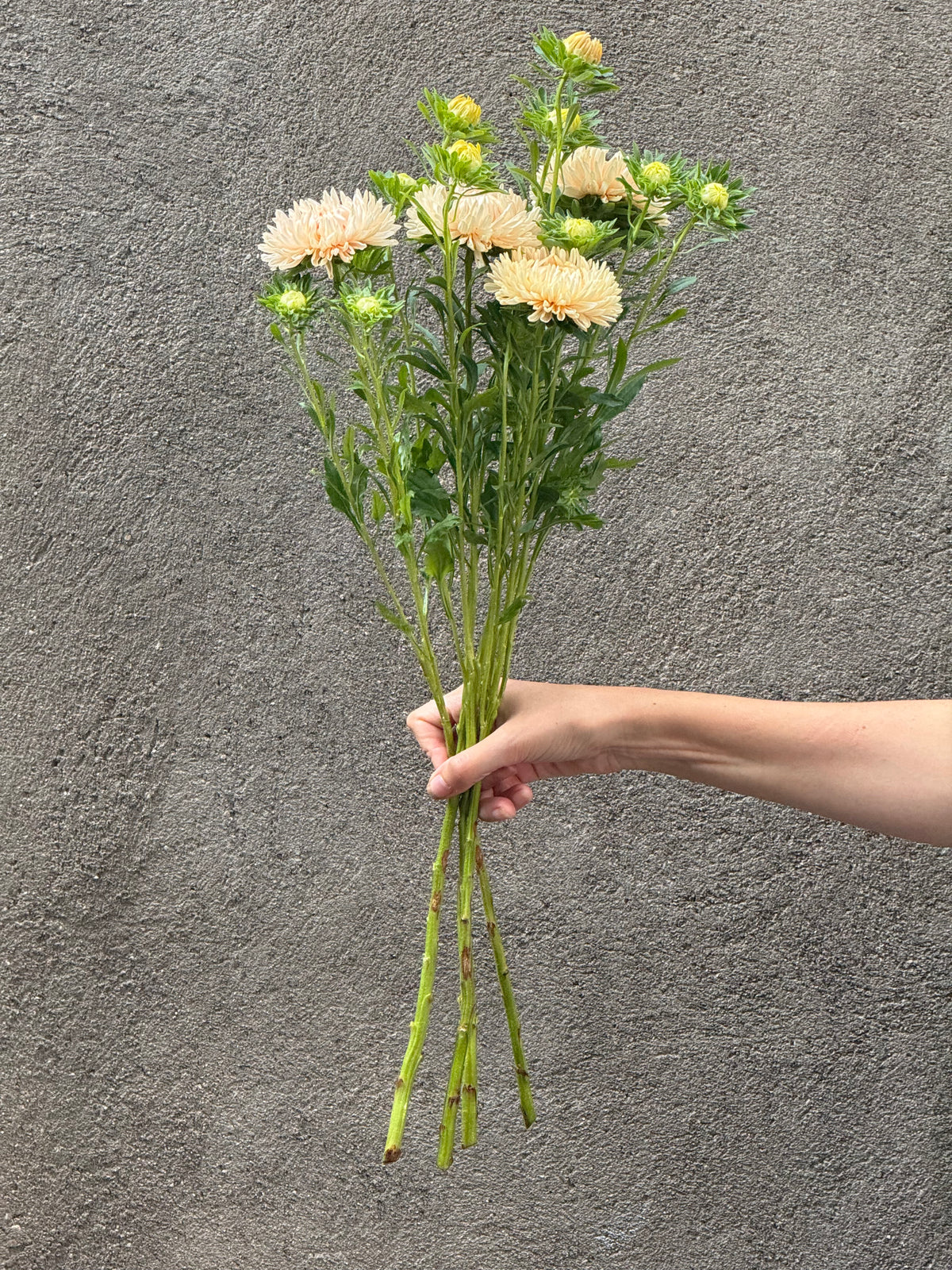 China Aster Syringa Champagne | Callistephus chinensis