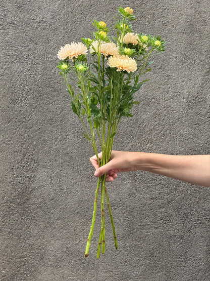 China Aster Syringa Champagne | Callistephus chinensis