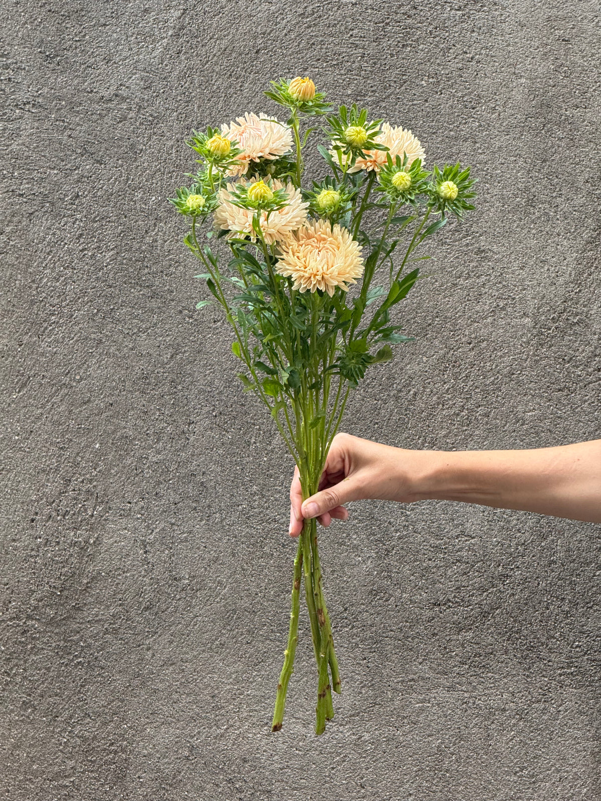 China Aster Syringa Champagne | Callistephus chinensis