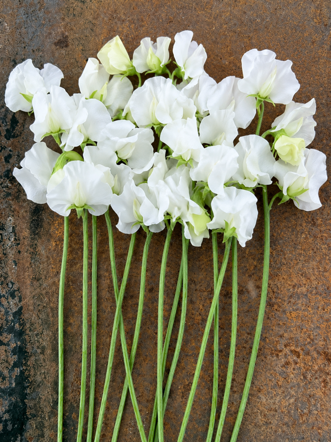 Lathyrus odoratus Spring Sunshine White | Sweet Pea therapyofflowers.com