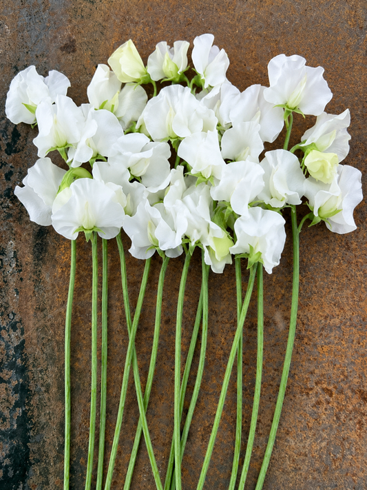 Lathyrus odoratus Spring Sunshine White | Sweet Pea therapyofflowers.com