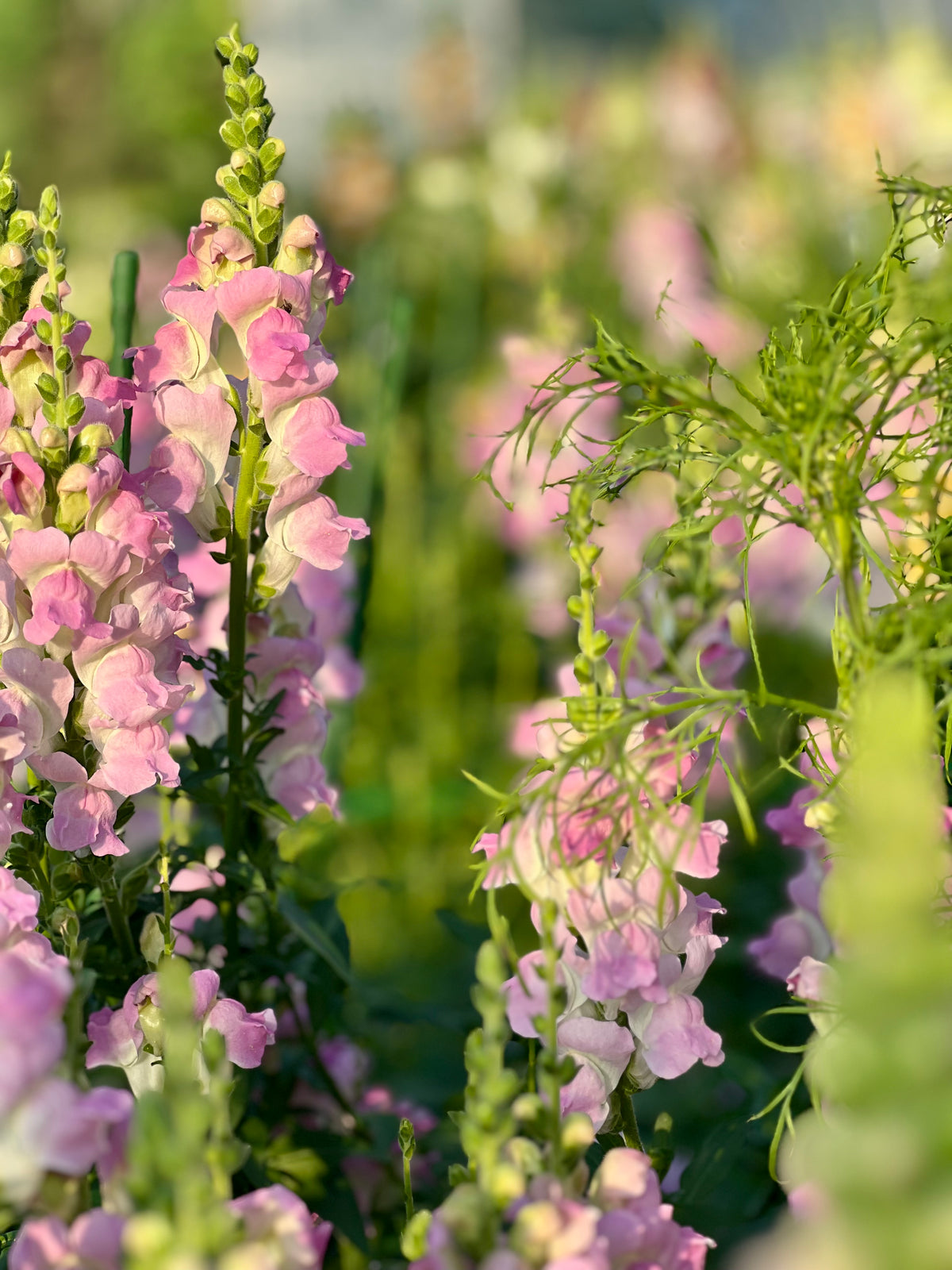 Leijonankita Legend™ Light Pink F1 | Ryhmä 1 | Antirrhinum majus