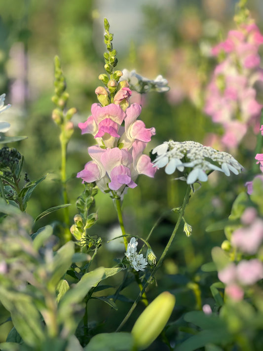Löwenmäulchen Legend™ Light Pink F1 | Gruppe 1 | Antirrhinum majus