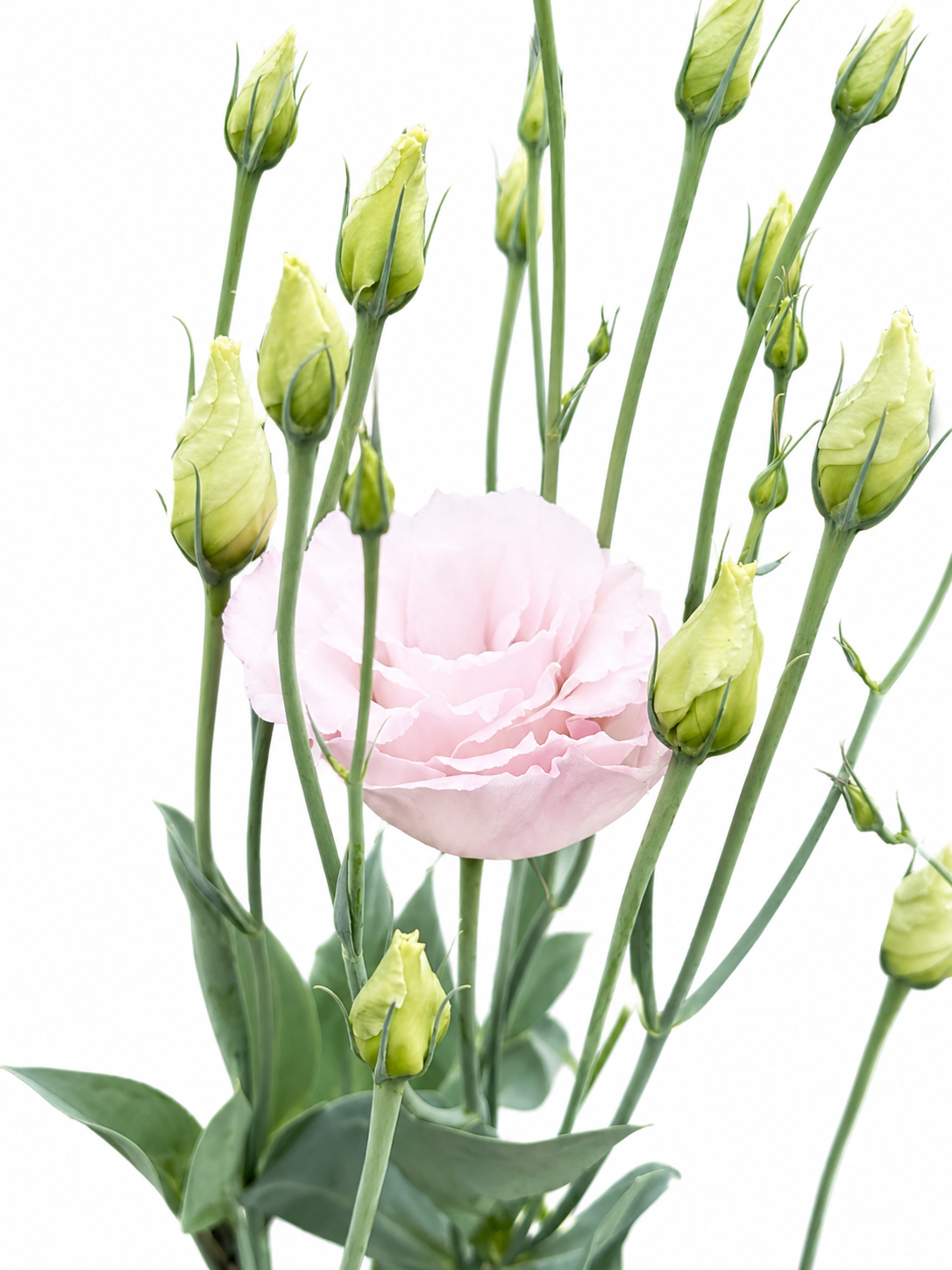 Eustoma grandiflorum Corelli™ III Light Pink F1 | Lisianthus | Pelleted therapyofflowers.com