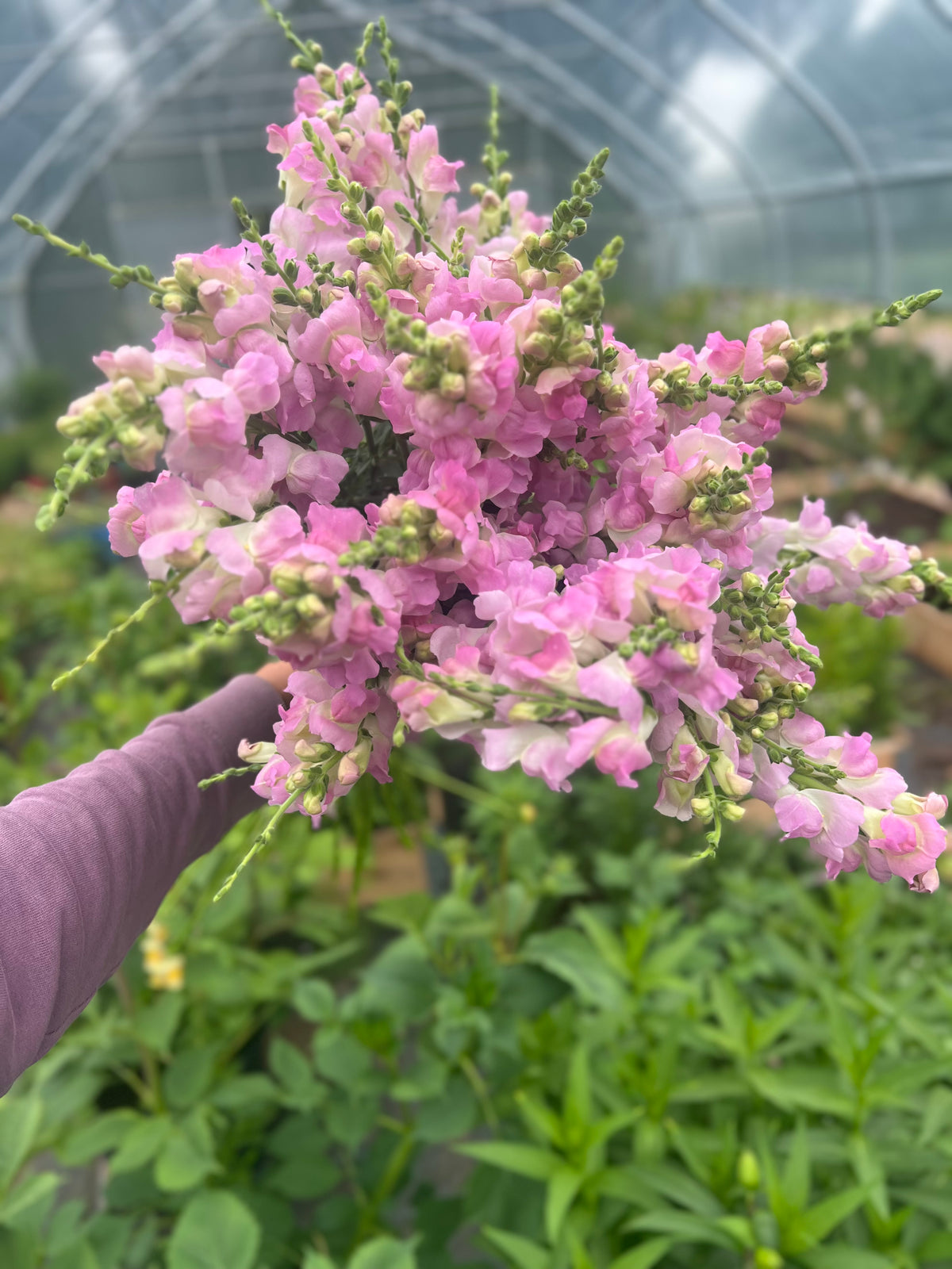 Leijonankita Legend™ Light Pink F1 | Ryhmä 1 | Antirrhinum majus