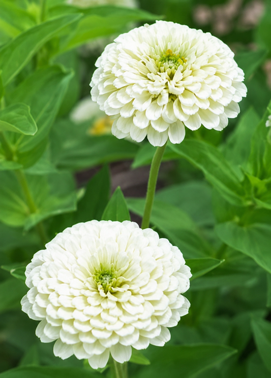 Zinnia elegans ‘Polar Bear’ | White Cut Flower Zinnia | 2 g Seeds therapyofflowers.com
