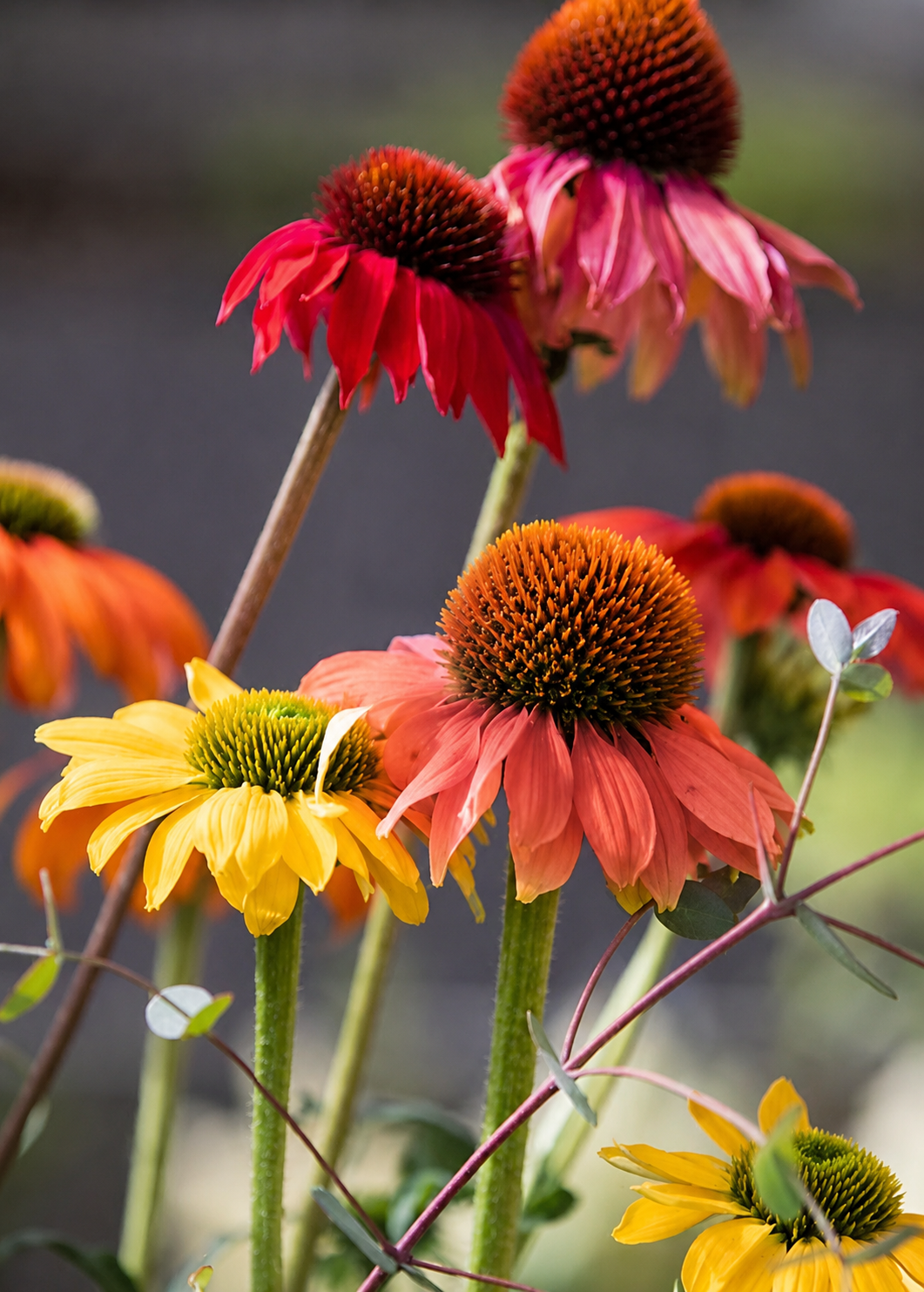 Echinacea purpurea PollyNation™ Golden Summer Mix | Coneflower therapyofflowers.com