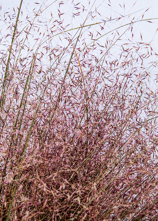 Muhlenbergia reverchonii Rosy | Ruby Muhly therapyofflowers.com