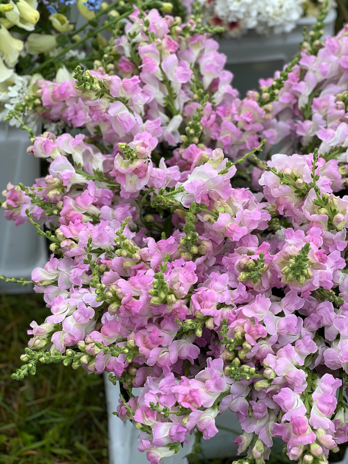 Leijonankita Legend™ Light Pink F1 | Ryhmä 1 | Antirrhinum majus