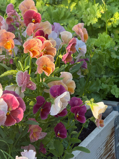 Viola x wittrockiana Imperial™ Antique Shades F1 | Pansy therapyofflowers.com