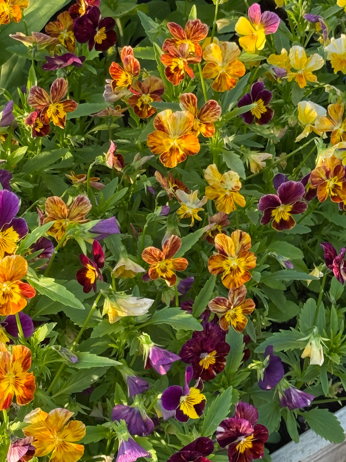 Viola cornuta Brush Strokes | Horned Pansy | Historic Striped Violas therapyofflowers.com