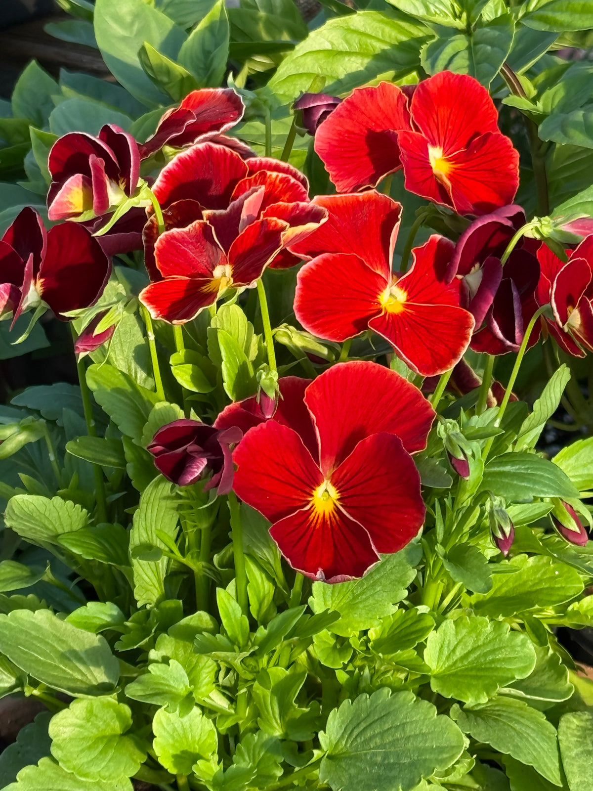 Viola x wittrockiana Inspire® Plus Scarlet F1 | Spring or Autumn Pansy therapyofflowers.com