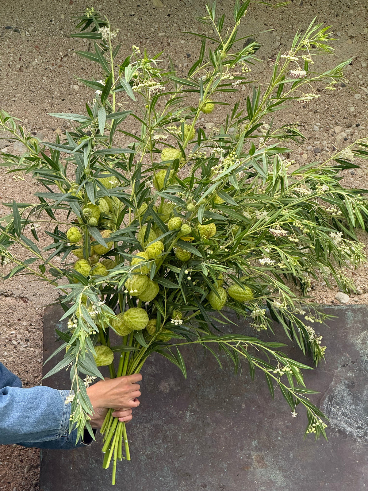 Gomphocardus fruticosus Cottonbush | Milkweed therapyofflowers.com