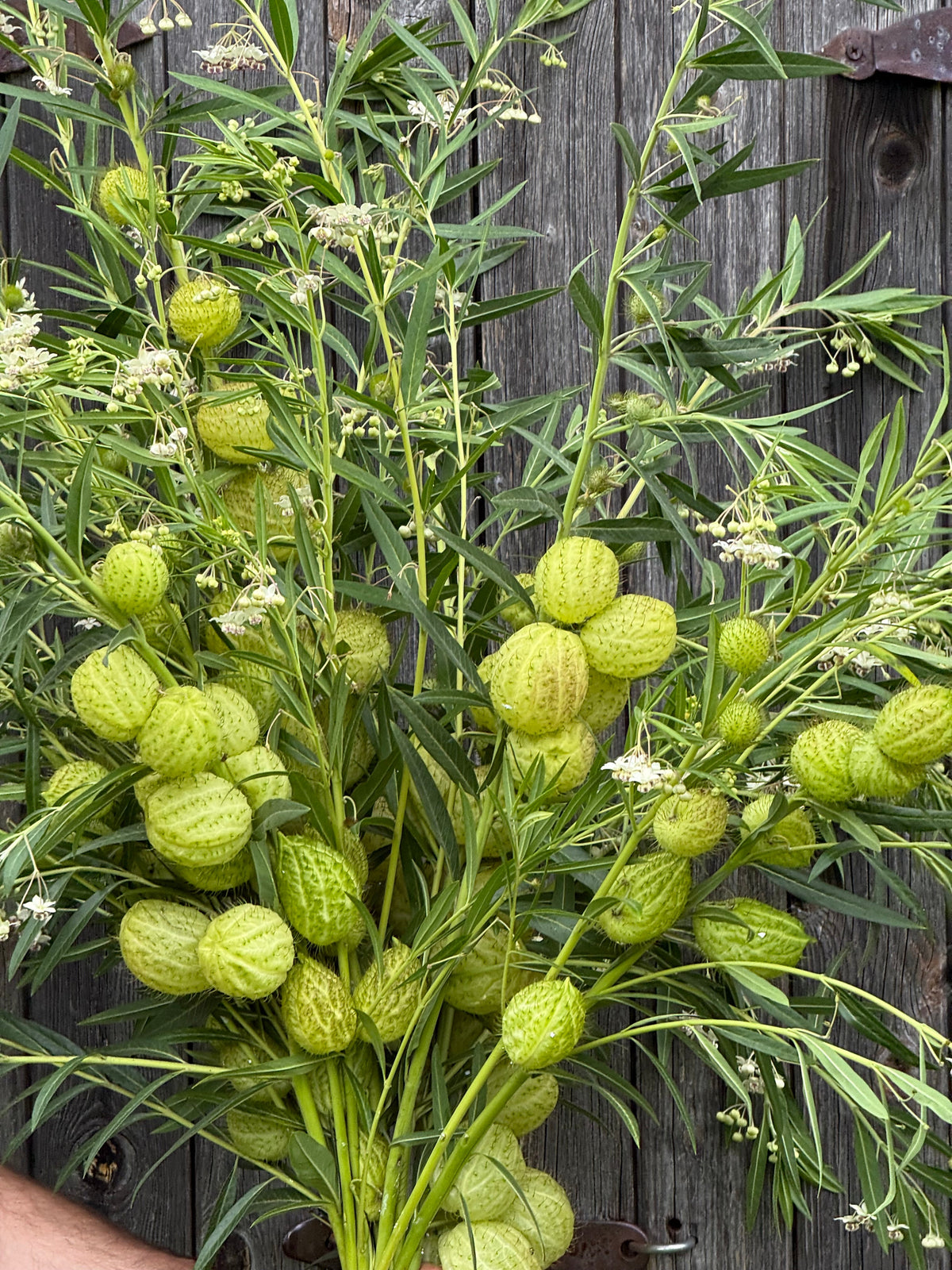 Gomphocardus fruticosus Cottonbush | Milkweed therapyofflowers.com
