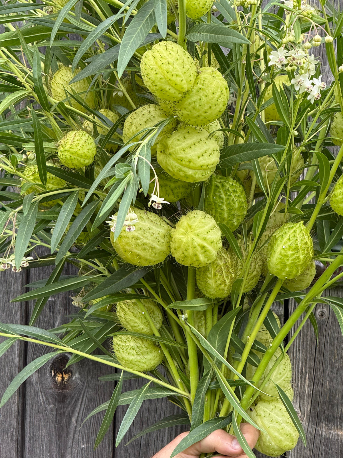 Gomphocardus fruticosus Cottonbush | Milkweed therapyofflowers.com
