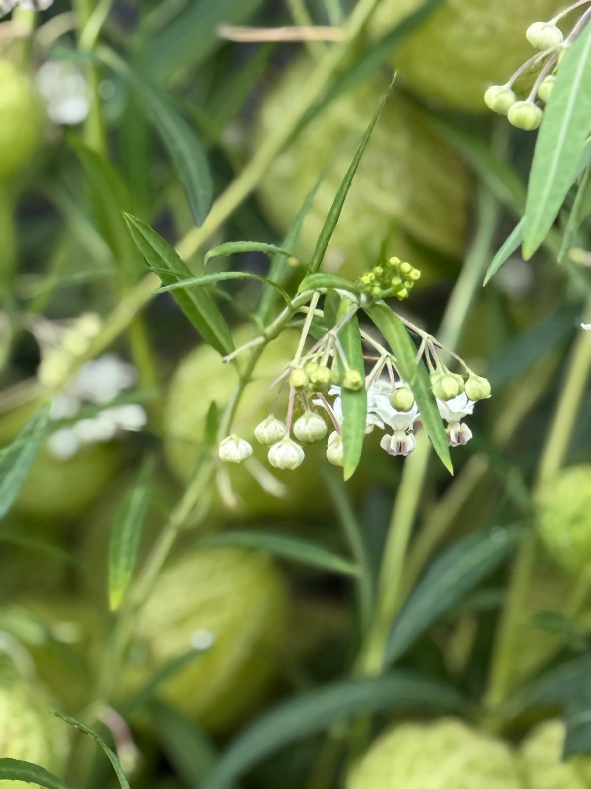 Gomphocardus fruticosus Cottonbush | Milkweed therapyofflowers.com
