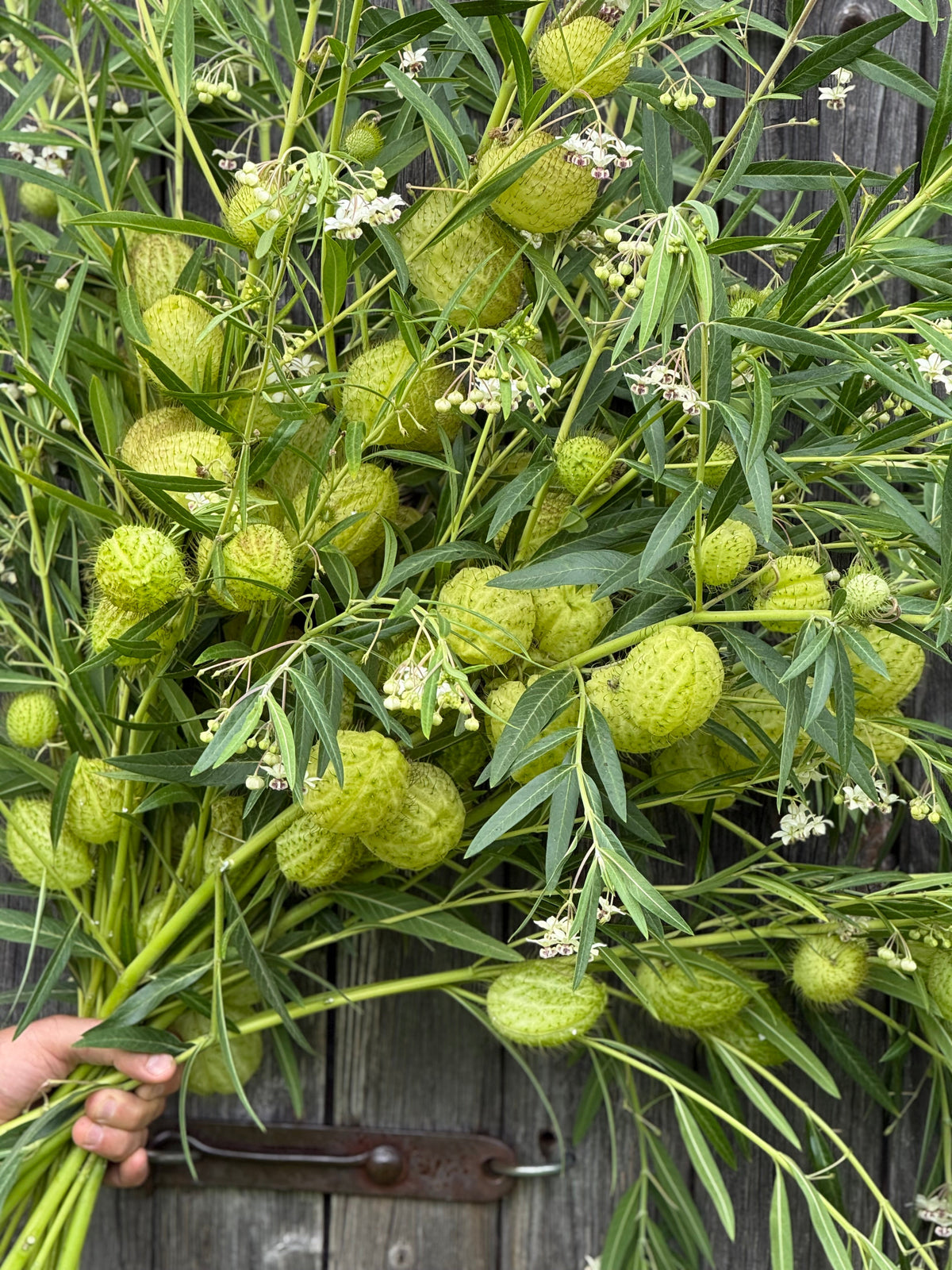 Gomphocardus fruticosus Cottonbush | Milkweed therapyofflowers.com