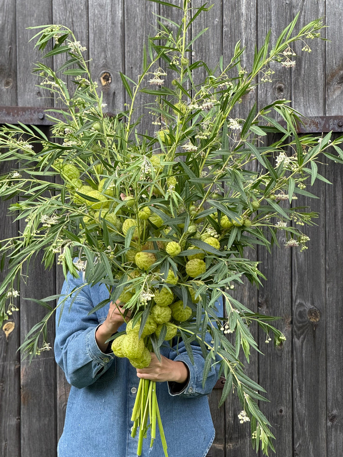 Gomphocardus fruticosus Cottonbush | Milkweed therapyofflowers.com
