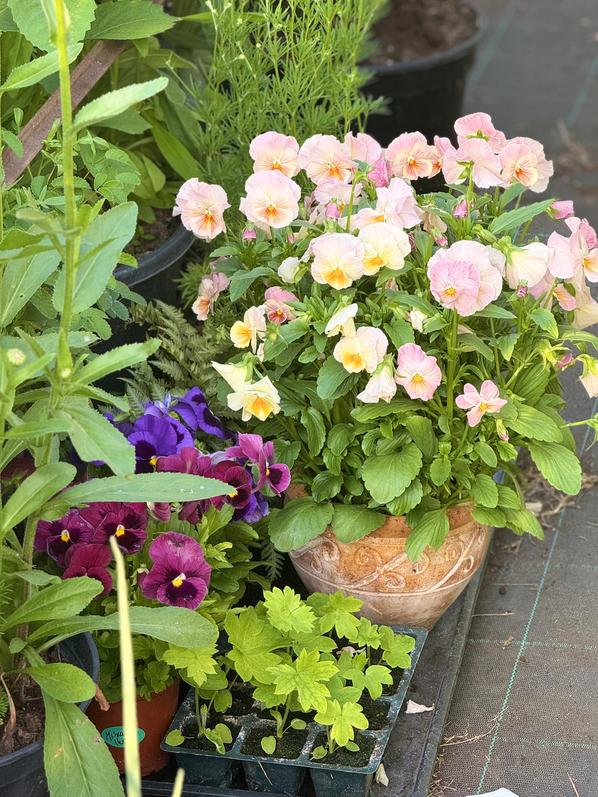 Viola x wittrockiana Inspire® DeluXXe Deep Rose Blotch  | Extra Large, Spring & Autumn Pansy therapyofflowers.com
