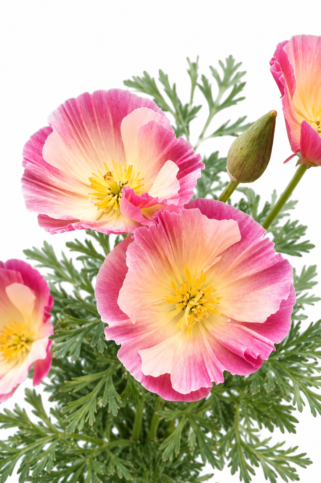 Eschscholzia californica Thai Silk Mixture | California Poppy therapyofflowers.com