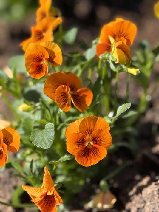 Viola x wittrockiana Cats® Orange F1 | Spring Pansy therapyofflowers.com