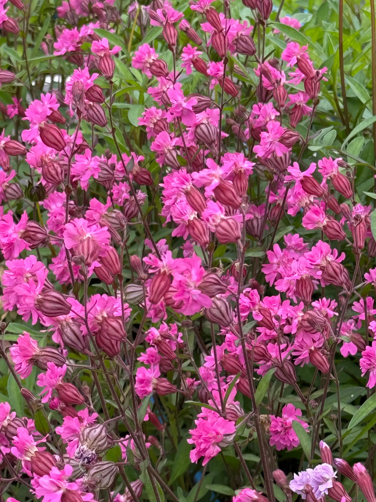 Silene pendula Sibella Carmine | Nodding Catchfly therapyofflowers.com