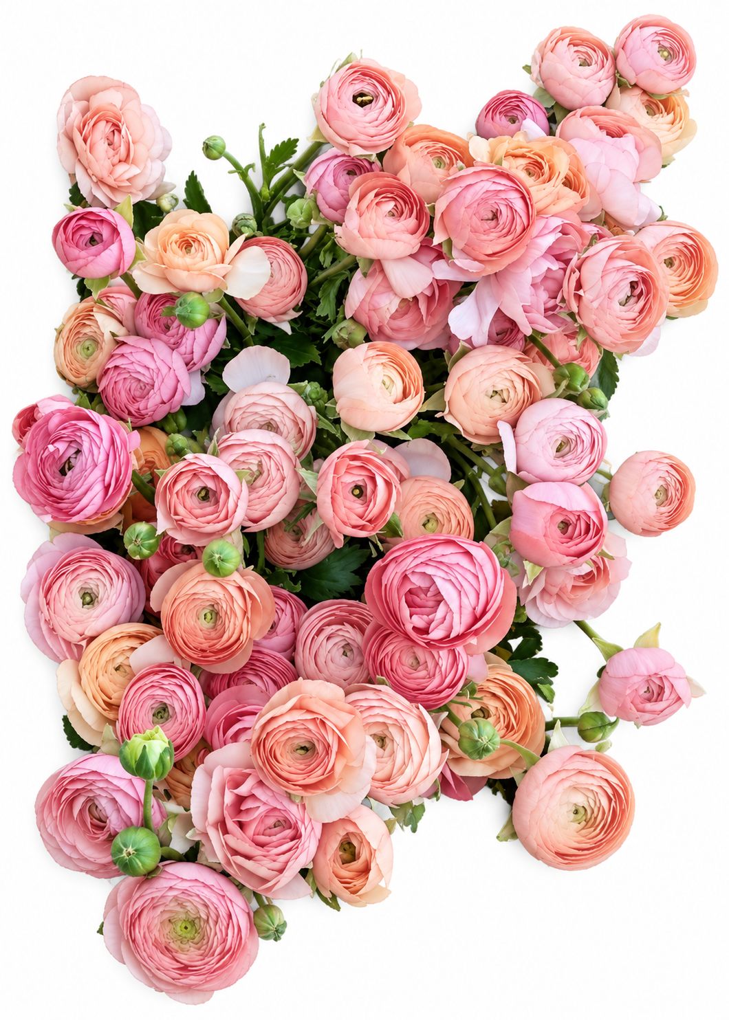 Ranunculus Elegance® PASTELLO 102-14 | Italian Ranunculus | Corm size: 4/5 therapyofflowers.com
