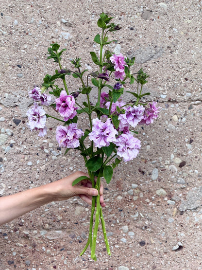 Italian Petunia Hybrida Allegra Orchid Vein F1 | Petunia Grandiflora | Petunia for Cutting therapyofflowers.com