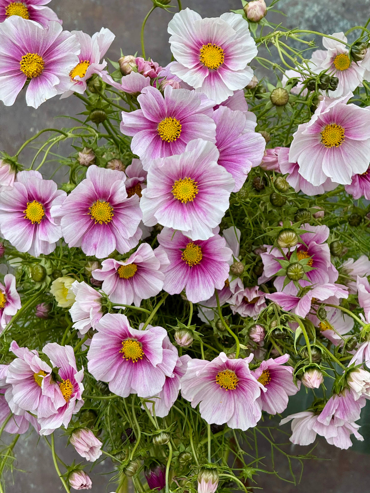 Cosmos bipinnatus Sensation Day Dream | Palest pink blooms therapyofflowers.com