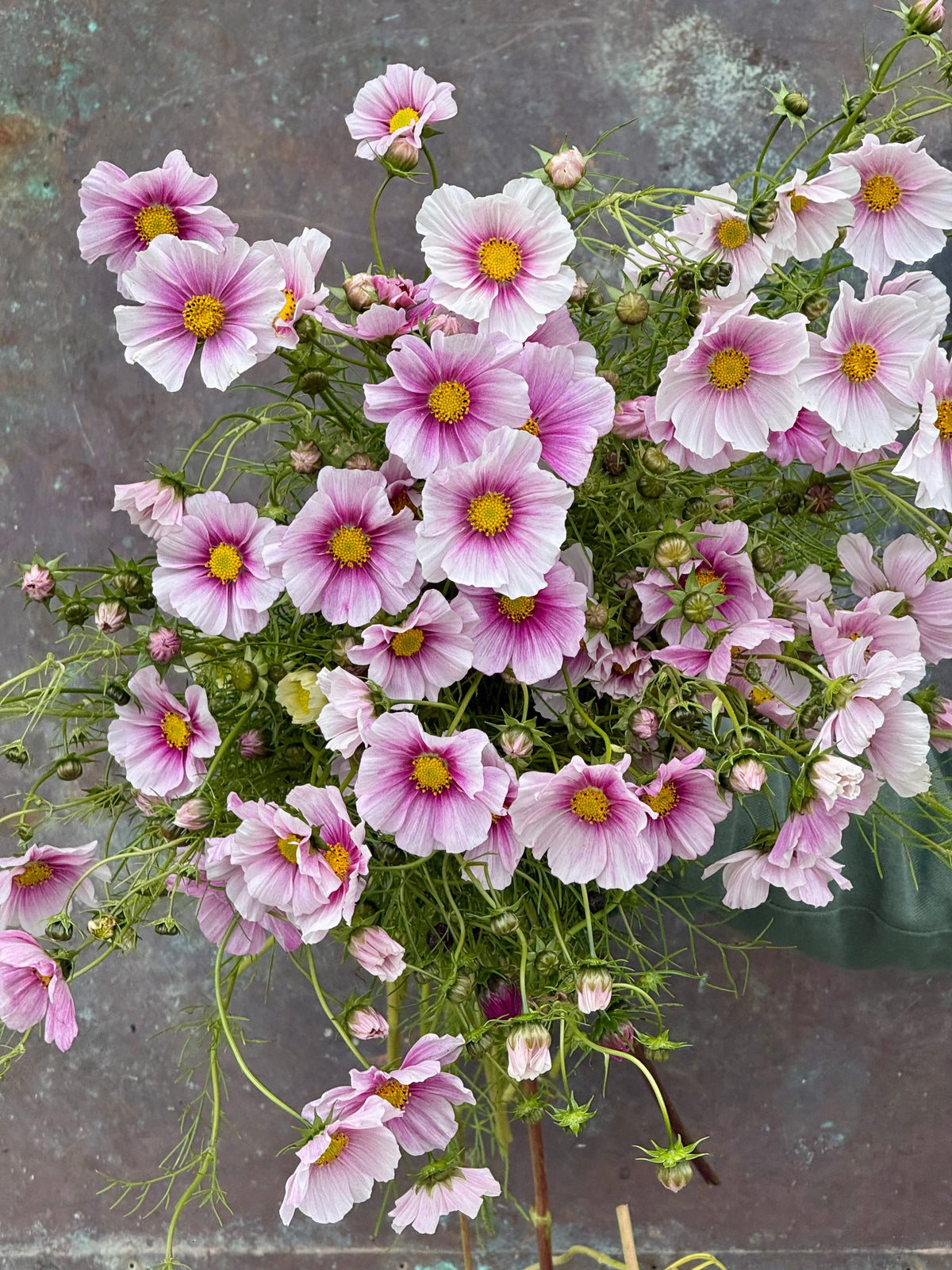 Cosmos bipinnatus Sensation Day Dream | Palest pink blooms therapyofflowers.com