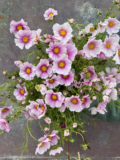 Cosmos bipinnatus Sensation Day Dream | Palest pink blooms therapyofflowers.com