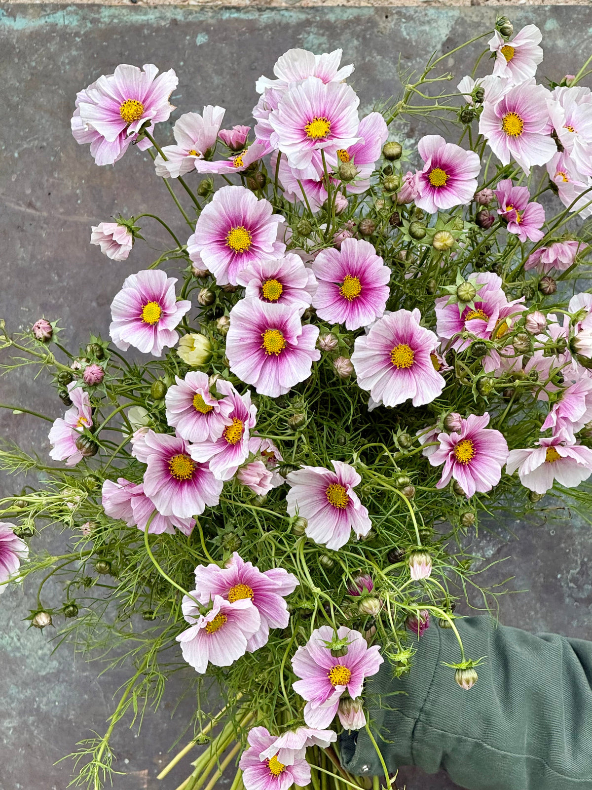 Cosmos bipinnatus Sensation Day Dream | Palest pink blooms therapyofflowers.com