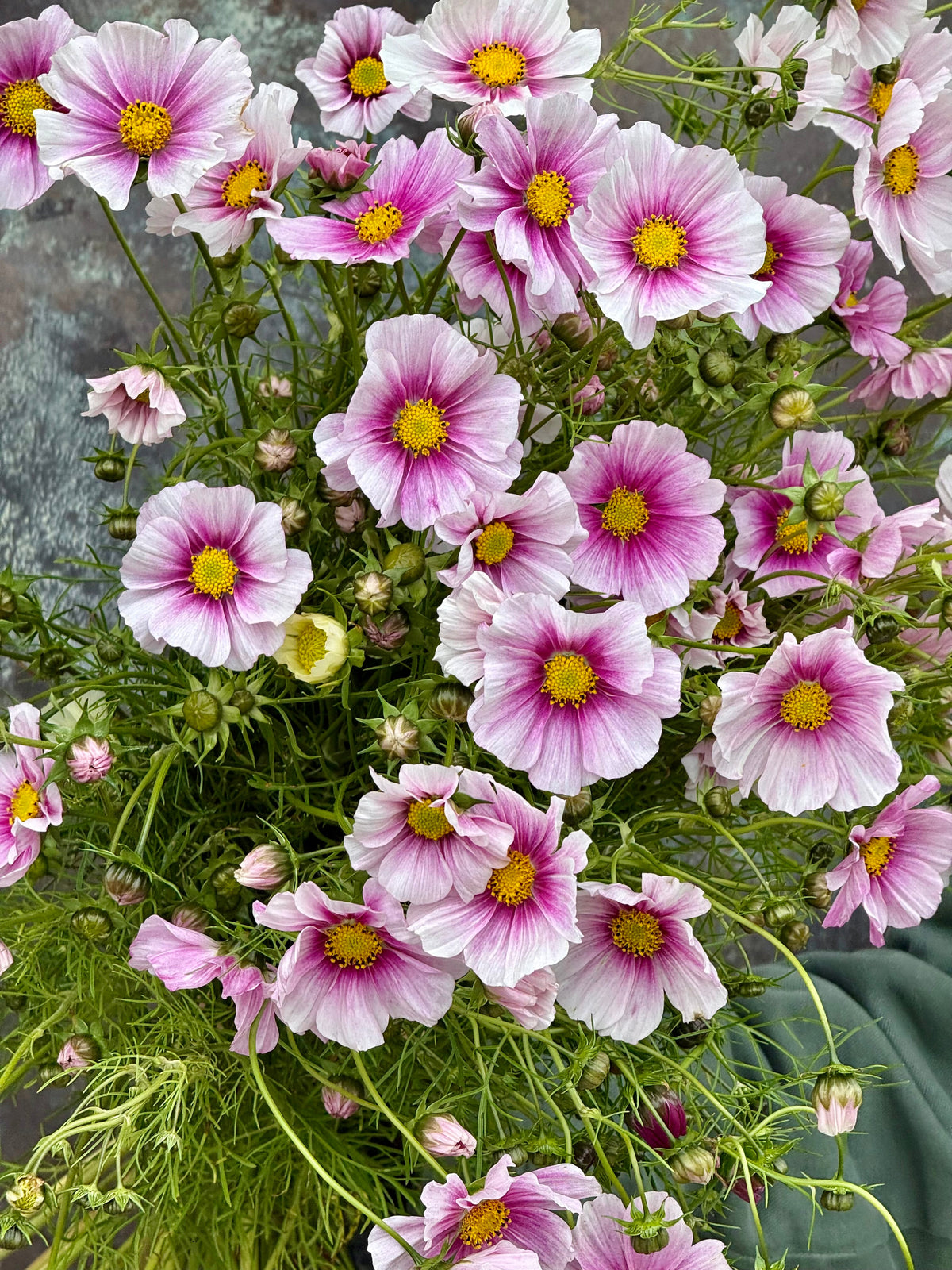 Cosmos bipinnatus Sensation Day Dream | Palest pink blooms therapyofflowers.com
