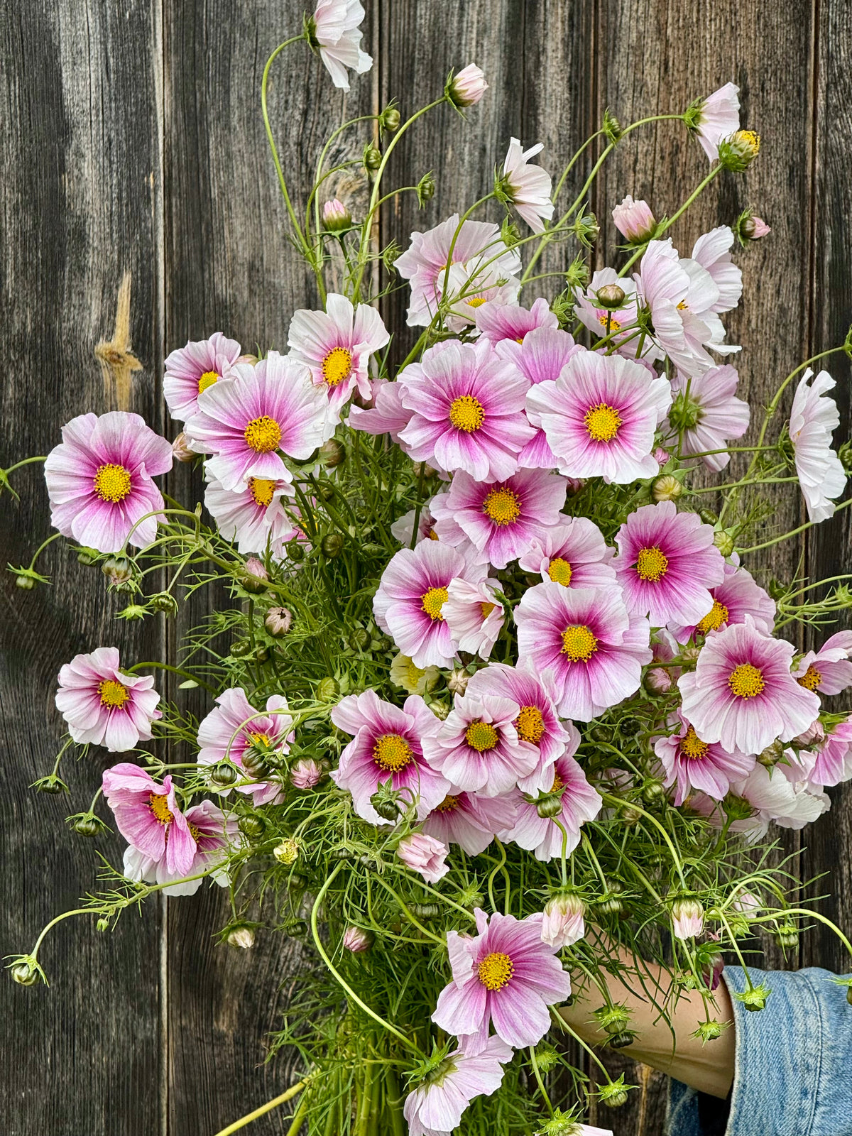 Cosmos bipinnatus Sensation Day Dream | Palest pink blooms therapyofflowers.com